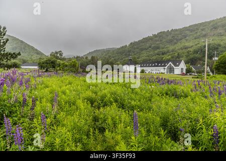 Un champ de lupins s'étend sous un ciel nuageux devant la distillerie Glenora sur la Highway 19 à Glenville, en Nouvelle-Écosse, Canada. La distillerie est située dans une vallée boisée des Mabou Highlands sur l'île du Cap-Breton. Mabou, Nouvelle-Écosse, Canada Banque D'Images