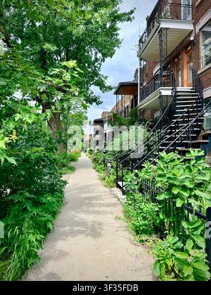 Une végétation luxuriante de trottoir pousse à côté de maisons en briques rouges et d'escaliers extérieurs à Villeray, Montréal, illustrant la verdurisation urbaine pour lutter contre la chaleur Banque D'Images