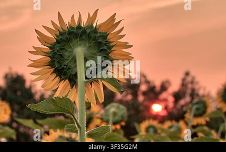 Vue arrière d'un tournesol dans un champ au lever du soleil, avec un ciel orange chaud, un soleil bas, des pétales jaunes, des feuilles vertes et des fleurs en arrière-plan légèrement floues. Banque D'Images