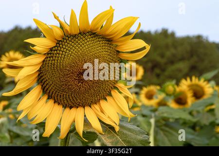 Grand tournesol jaune orienté vers l’avant en pleine floraison dans un champ au lever du soleil, avec des feuilles vertes, des fleurs supplémentaires en arrière-plan et une ligne d’arbres ruraux douce. Banque D'Images