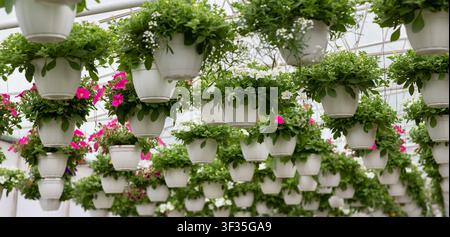 Pots de fleurs suspendus avec des fleurs colorées dans une serre, concept de jardinage Banque D'Images