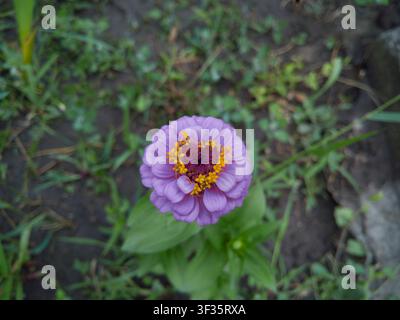 Vue de dessus d'une fleur de Zinnia elegans violette en fleurs en gros plan, magnifique tête de zinnia lavande avec un anneau floral jaune au centre en été. Banque D'Images