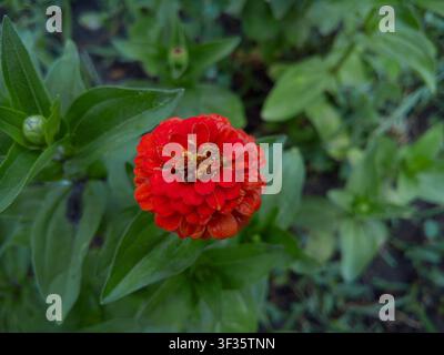Vue de dessus d'une fleur de Zinnia elegans rouge en pleine floraison en gros plan, magnifique tête de zinnia écarlate vibrante avec une jeune bourgeon secondaire en été. Banque D'Images