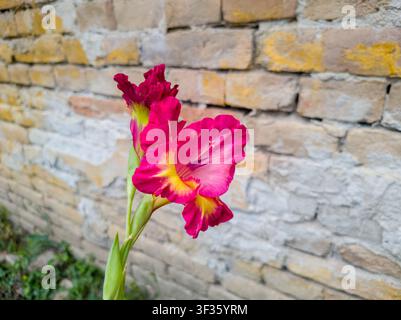 Close-up d'une fleur de glaïole bicolore magenta et jaune en fleurs, tige élégante et belle de Gladiolus hybridus devant un mur de briques rustique Banque D'Images