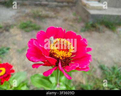 Vue de dessus d'une fleur de Zinnia elegans rose en pleine floraison avec une abeille tailleur, gros plan macro d'une abeille Megachile collectant du pollen sur une tête de zinnia fuchsia. Banque D'Images