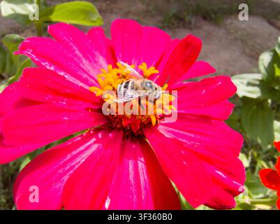 Vue macro latérale d'une abeille couvreuse pollinisant une fleur de Zinnia elegans rose, abeille Megachile aux ailes détaillées collectant du pollen sur une zinnia fuchsia. Banque D'Images