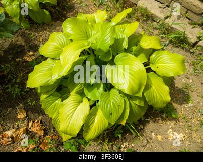 Vue en contre-plongé d'une plante Hosta luxuriante de couleur chartreuse poussant dans un jardin, magnifique buisson de lys de plante à feuilles vert-jaune vif avec des feuilles nervurées texturées. Banque D'Images
