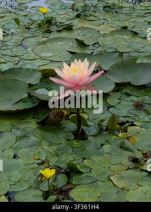 Une magnifique nymphée rose fleurit parmi des nénuphars verts recouverts de gouttelettes d'eau à la surface d'un étang calme à Carroll Creek. Banque D'Images