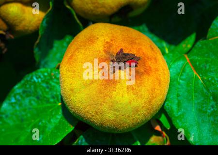 Un fruit de coing mûr est suspendu parmi des feuilles vertes luxuriantes sur l’arbre. Le fruit présente des imperfections naturelles et un calice brun séché à sa couronne Banque D'Images