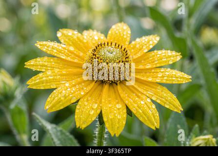 Vue macro d'une fleur de Rudbeckia jaune avec des gouttelettes d'eau étincelantes sur ses pétales. Le cône central est nettement détaillé contre un flou doux vert b Banque D'Images