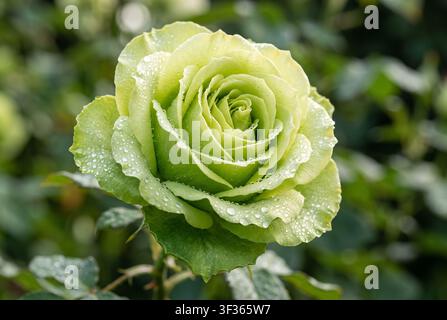 Vue macro d'une rose verte en fleurs avec des gouttes d'eau fraîches sur des pétales superposés. La fleur est centrée devant un fond de jardin doux et flou Banque D'Images