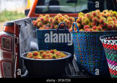 Un fruit de ramboutan dans des paniers tissés et un bac en plastique remplissant le plateau d'un pick-up, récolte tropicale colorée et transport de marché capturés avec une lumière naturelle Banque D'Images