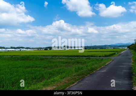 Plantes de riz avec des épis émergents dans un champ de rizière près de la gare d'Ikoinohiroba, Kakegawa, préfecture de Shizuoka, Japon, le 20 juillet 2026. Banque D'Images