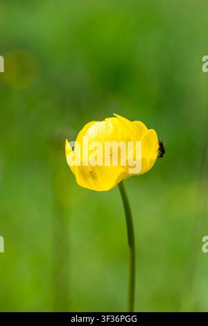 Trollius europaeus (Fleur globe européenne) Banque D'Images