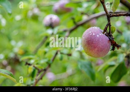 Pomme rouge mûre recouverte de gouttes de pluie fraîches poussant sur une branche dans un verger d'été Banque D'Images