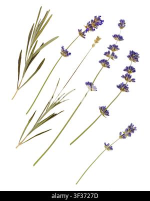 Scan d'herbier de fleurs de lavande pressées. Ensemble de fleurs et feuilles violettes séchées isolées sur fond blanc. Collection botanique pour la conception artisanale. Banque D'Images