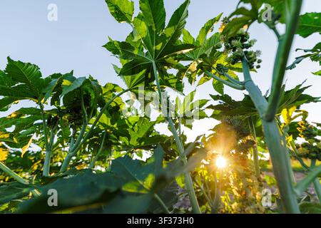 Une vue rapprochée de plantes de ricine prospérant dans un champ, mettant en valeur leurs feuilles vertes luxuriantes et leurs fleurs en bourgeon sous la lumière chaude du soleil, idéales pour l'agri Banque D'Images