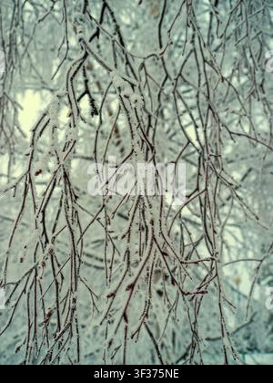 Rovaniemi, Finlande - 28.12.2018 : Des brindilles recouvertes de givre complexes suspendues dans un paysage hivernal serein avec un éclairage doux à bokeh Banque D'Images