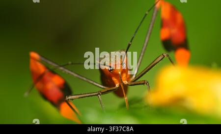 Bug Shield, Chust Bug, Hemiptera, forêt tropicale, bassin de la rivière Napo, Amazonie, Équateur, Amérique Banque D'Images