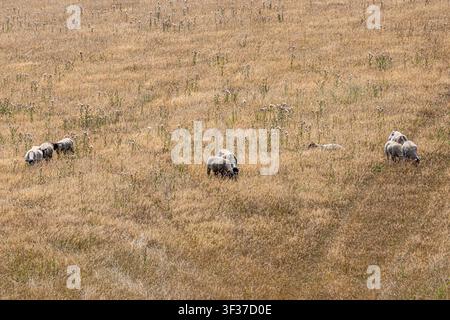 Moutons paissant dans un champ des South Downs, lors d'un été chaud et sec Banque D'Images