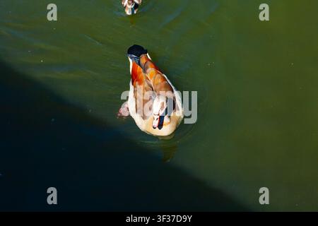 Vue en gros plan à angle élevé d'une oie égyptienne nageant dans l'eau verte d'une rivière par une journée ensoleillée Banque D'Images