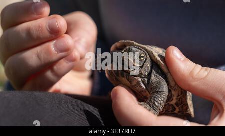 Gros plan d'un enfant tenant délicatement une tortue de bassin chinoise Mauremys reevesii dans ses mains en coupe, avec de l'herbe en arrière-plan. Banque D'Images