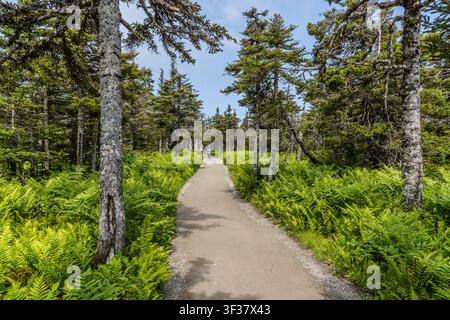 Les randonneurs sont aperçus sur le Skyline Trail, traversant une forêt de conifères bordée de fougères dans le parc national des Hautes-Terres de Cape Breton, en Nouvelle-Écosse, Canada. Le circuit circulaire, d'environ sept kilomètres de long, mène à une plateforme d'observation surplombant les falaises le long du Cabot Trail. Parc national des Hautes-Terres de Cape Breton, Nouvelle-Écosse, Canada Banque D'Images