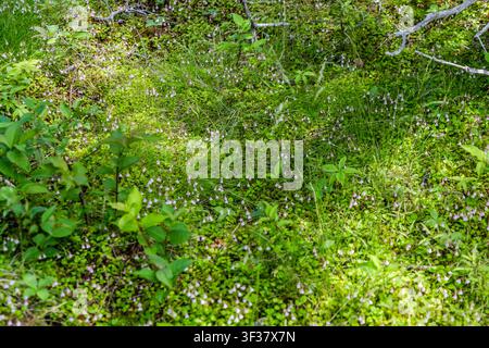Sols forestiers parsemés de fleurs de linnaée boréale (Linnaea borealis) et de cornouillers tapis sur le sentier Skyline dans le parc national des hautes terres de Cape Breton, Nouvelle-Écosse, Canada Banque D'Images