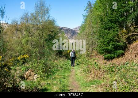 Un randonneur sur le sentier menant à Glen Rosa, près de Brodick, Île d'Arran, Écosse, Royaume-Uni. Banque D'Images