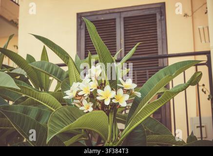 Balcon de style méditerranéen avec volets de plantation et Plumeria jaune communément appelée frangipani poussant à l'extérieur. Style vintage. Banque D'Images