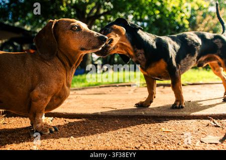Deux chiens teckels miniatures interagissant et jouant ensemble dans un jardin ensoleillé en plein air. Banque D'Images