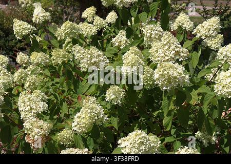 Mainz, Rhénanie-Palatinat, Allemagne : Hortensia à panicules blanches en fleurs dans le parc de la ville de Mainz en été Banque D'Images