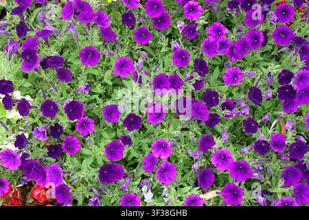 Mayence, Rhénanie-Palatinat, Allemagne - Fleurs de pétunias violettes en pleine floraison dans le parc de la ville de Mayence Banque D'Images