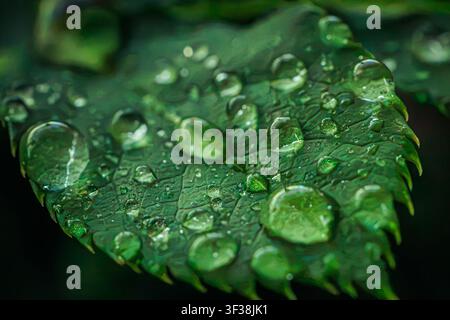 Cette image capture une magnifique vue macro de grosses gouttes d'eau translucides reposant sur une feuille de rose verte dentelée Banque D'Images