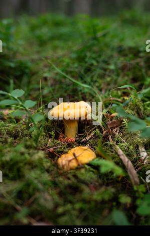 ILLUSTRATION THÉMATIQUE - Recherche de champignons, cueillette de champignons. Sur la photo : des champignons œufs frais, également appelés chanterelles vraies dans la forêt. Pris le 21.07.2026 dans le Tennengau et le Pongau, Salzbourg. Crédit : APA-Images/Alamy Live News Banque D'Images