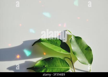 Feuilles de ficus vertes fraîches affichant des reflets de lumière colorés et des ombres sur fond blanc Banque D'Images