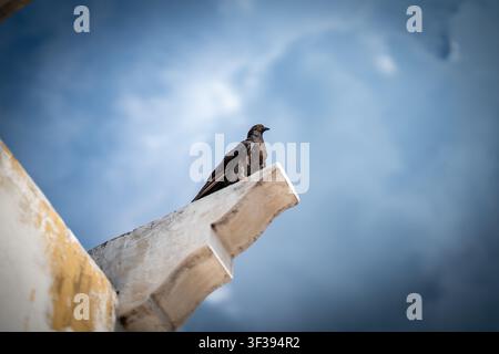 Trois pigeons sur le point de voler au-dessus d'un toit. Banque D'Images