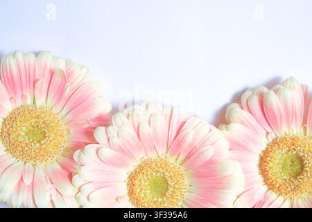 Close-up doux de gerbéras roses et blanches avec centres jaunes sur un fond clair et propre, fond floral, espace de copie. Banque D'Images