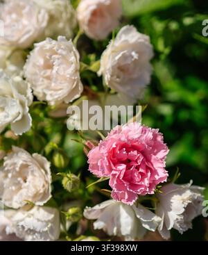Fleurs de roses roses et crème en fleurs à l'exposition de roses du jardin botanique de Tallinn, Estonie. Banque D'Images