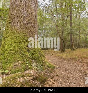 Grand tronc d'arbre couvert de mousse à côté d'un sentier forestier dans la réserve naturelle de Ravensroost, Wiltshire, Angleterre. Banque D'Images