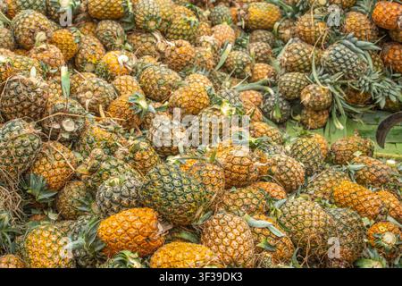 Un grand tas d'ananas fraîchement récoltés avec divers degrés de maturité, présentant des teintes jaunes, orange et vertes. Banque D'Images