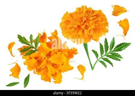 pétales frais de souci ou tagetes erecta fleur isolé sur fond blanc avec pleine profondeur de champ. Vue de dessus. Pose à plat Banque D'Images