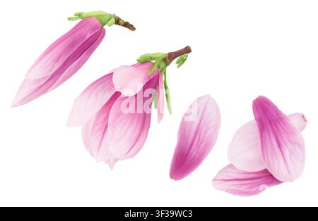 Fleur de magnolia rose isolée sur fond blanc avec pleine profondeur de champ. Vue de dessus. Pose à plat Banque D'Images