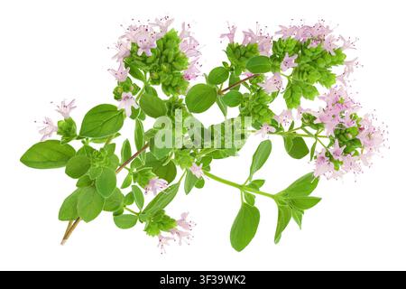 origan fleuri isolé sur fond blanc Banque D'Images