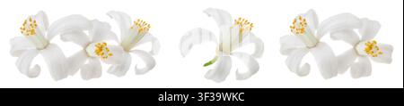 fleur d'agrumes isolée sur fond blanc Banque D'Images