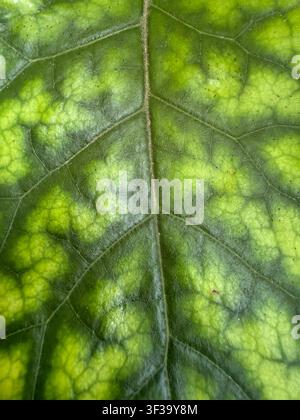 Gros plan d'une surface de feuille verte avec un motif de veines éclairé par le soleil au Jardin botanique de Tallinn, en Estonie. Banque D'Images