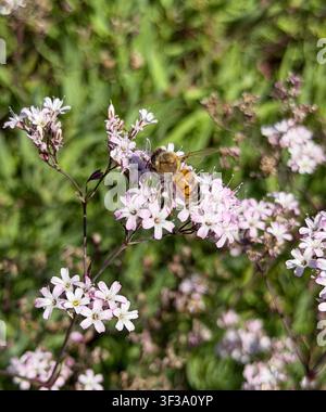 Abeille butinant des fleurs sauvages blanches et roses au jardin botanique de Tallinn, en Estonie. Banque D'Images