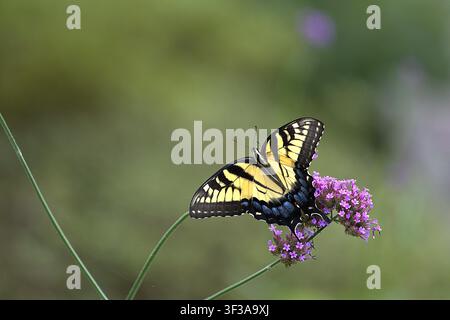Un papillon tigre oriental (Papilio glaucus) reposant sur un bouquet de fleurs de verbéna violette. Banque D'Images