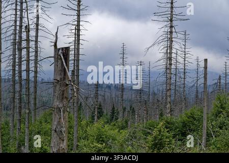 Arbres morts, bois mort et forêt en régénération dans la brume matinale dans la campagne du parc national du Harz. Jordanshoehe, Saint-Andréasberg, Basse-Saxe Banque D'Images