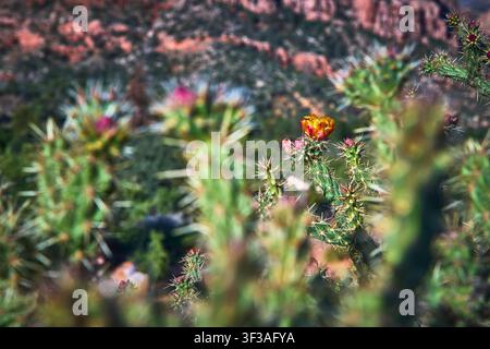 Fleur de cactus gros plan avec des fleurs éclatantes dans un paysage désertique Banque D'Images